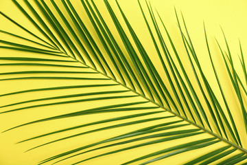 Fresh tropical date palm leaf on color background, top view
