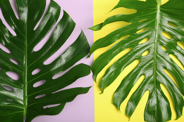 Fototapeta na wymiar Fresh tropical monstera leaves on color background, top view