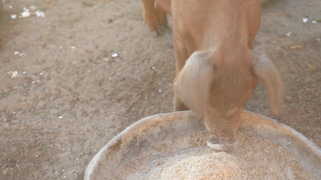 Young red pig of Duroc breed eats crushed grain from aluminum basin along with White Leghorn chickens