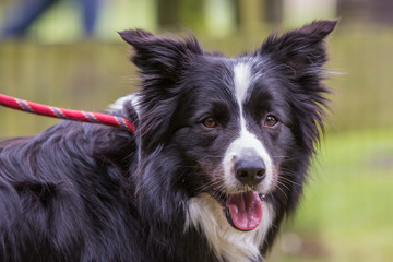 Portrait of border collie dog living in belgium