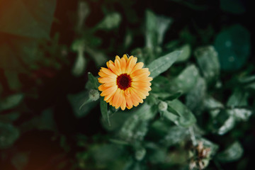 Yellow and orange flower on a background of green leaves. Garden flowers in the park, garden. The concept of plants and garden flowers.