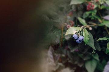 Blueberry. A view of blueberries growing on the vine in the garden.
