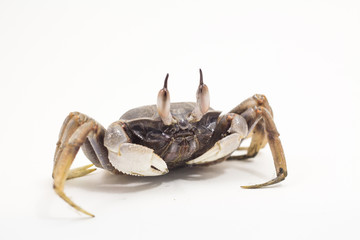 White background Horn-eyed ghost crab Ocypode ceratophthalmus form Phuket Thailand