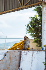 Monkey playing with golden fabric