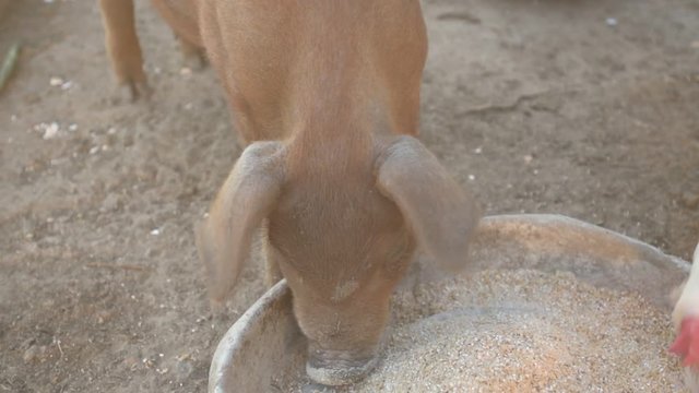 Young red pig of Duroc breed eats crushed grain from aluminum basin along with White Leghorn chickens