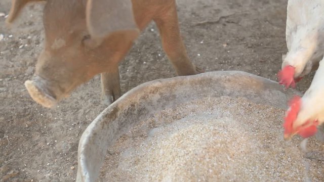 Young red pig of Duroc breed eats crushed grain from aluminum basin along with White Leghorn chickens