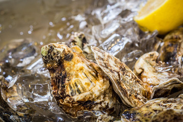 Fresh oysters on ice with lemon in the background