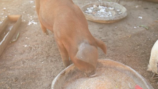 Young red pig of Duroc breed eats crushed grain from aluminum basin along with White Leghorn chickens