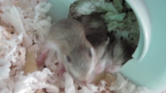 Cute baby hamsters eating an apple