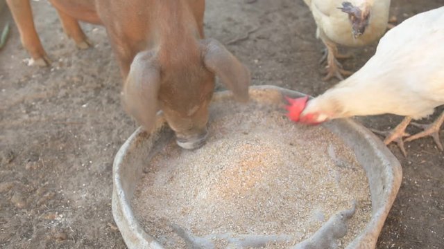 Young red pig of Duroc breed eats crushed grain from aluminum basin along with White Leghorn chickens