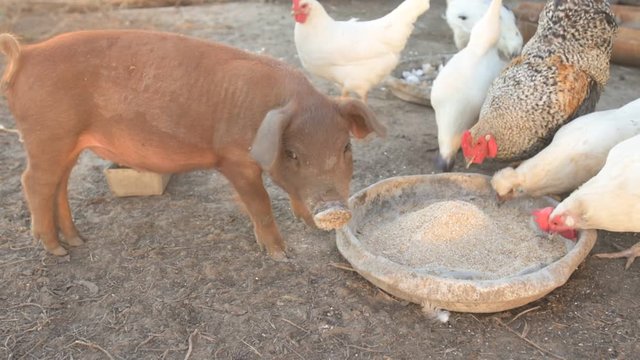 Young red pig of Duroc breed eats crushed grain from aluminum basin along with White Leghorn chickens