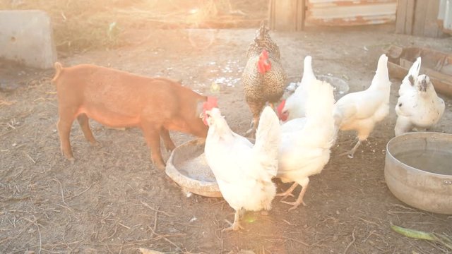 Young red pig of Duroc breed eats crushed grain from aluminum basin along with White Leghorn chickens