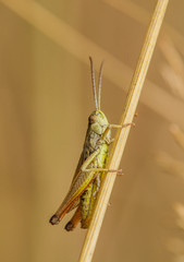 Meadow Grasshopper (Chorthippus parallelus)