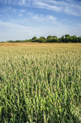Vast corn fields at Guadiana Valley, Spain