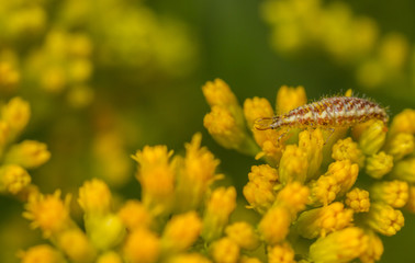Lacewing larvae on goldenrod