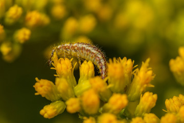 Lacewing larvae on goldenrod