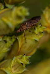 Orsillus depressus nymph