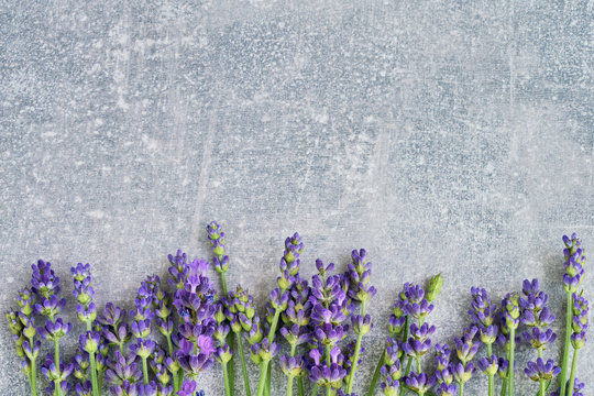 Fototapeta Lavender flowers on gray background. Copy space, top view. Summer background. Copy space, view from above