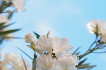  Beautifull white  fresh flowers on  light blue background