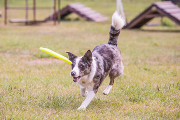 Portrait of border collie dog playing fresbee 