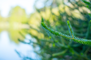 Plants in front of Stow Lake in Golden Gate Park