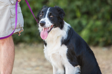 Fototapeta premium Portrait of border collie dog living in belgium