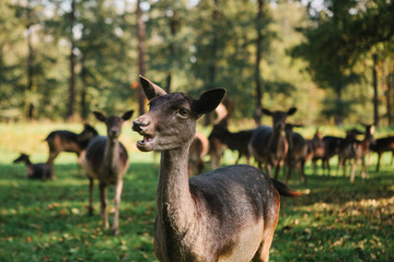 A group of young deer walks through a warm green sunny meadow in a forest next to the trees.
