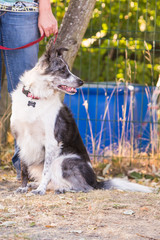 Portrait of border collie dog living in belgium