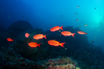 Fototapeta na wymiar Colorful Big Eye fish patrolling a tropical coral reef at dawn