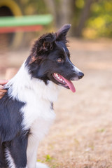 Fototapeta premium Portrait of border collie dog living in belgium