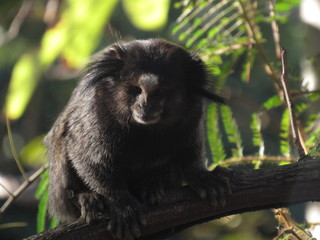 Sagui do tufo preto.