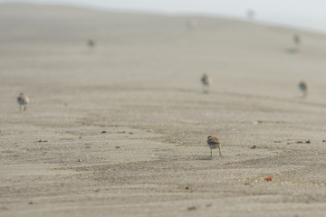 Birds walking on sand