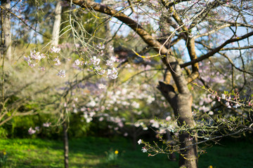 cherry blossom before April