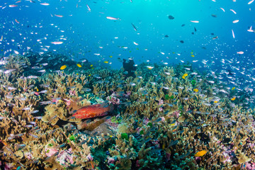 Fototapeta na wymiar Colorful Coral Grouper and other tropical fish on a beautiful tropical coral reef