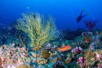 Fototapeta na wymiar Colorful Coral Grouper and other tropical fish on a beautiful tropical coral reef