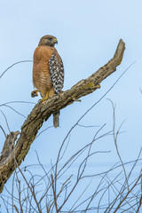 Hawk sitting on dry tree