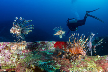 Naklejka na ściany i meble Colorful Lionfish patrolling a deep underwater shipwreck on a tropical coral reef at dawn