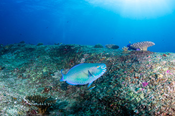 Naklejka na ściany i meble A colorful Parrotfish on a tropical coral reef