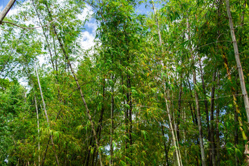 Bamboo grove with blue sky in background - Florida, USA