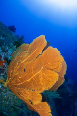 A beautiful, delicate seafan on a colorful tropical coral reef