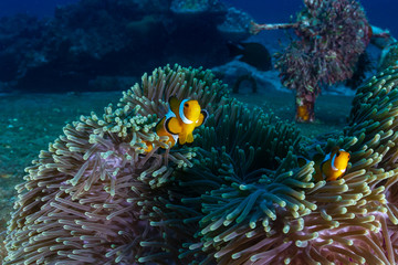 Fototapeta na wymiar A family of False Clownfish in a beautiful purple anemone on a tropical coral reef