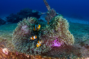 A family of False Clownfish in a beautiful purple anemone on a tropical coral reef