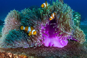 A family of False Clownfish in a beautiful purple anemone on a tropical coral reef