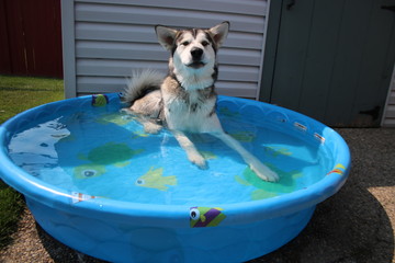 Husky in a pool