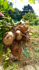 掘りたてのじゃがいも