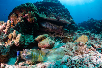 A discarded plastic bottle on the seabed of a tropical coral reef.