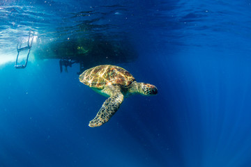 A beautiful Sea Turtle swimmig near the surface of a warm, blue ocean