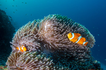 Fototapeta na wymiar A family of cute Clownfish in their home anemone on a tropical coral reef