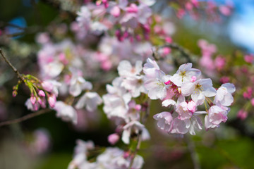 cherry blossoms in March
