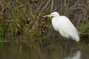 Great egret standing near shore